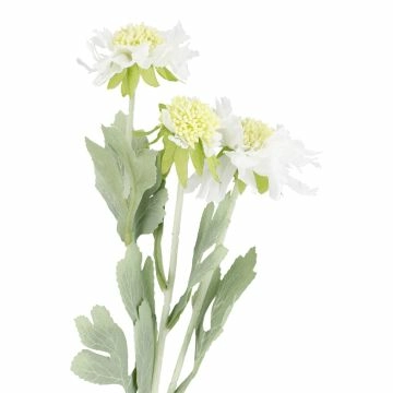 Skabiose, 3 Blüten, weiß, 48 cm