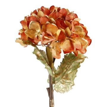 Hortensie Herbst, orange/gold, 55 cm