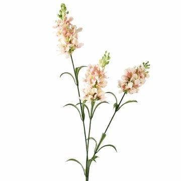 Schopflavendel, 3 Blüten, rosa, 65 cm