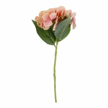 Hortensie Sophia, apricot, 35 cm