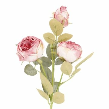 Rose Antik, 3 Blüten, creme/pink, 60 cm