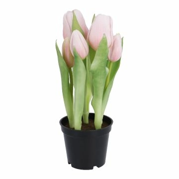 Tulpen im Topf, hellrosa, 25 cm