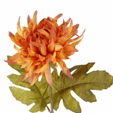 Dahlie Herbst, orange, 56 cm
