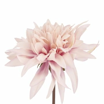 Dahlie Herbst, rosa/lila, 27 cm