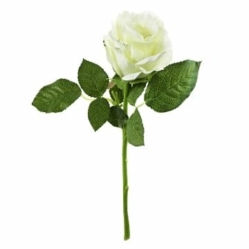 Rose, 30 cm, weiß
