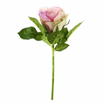 Rose, 30 cm, alt-rosa