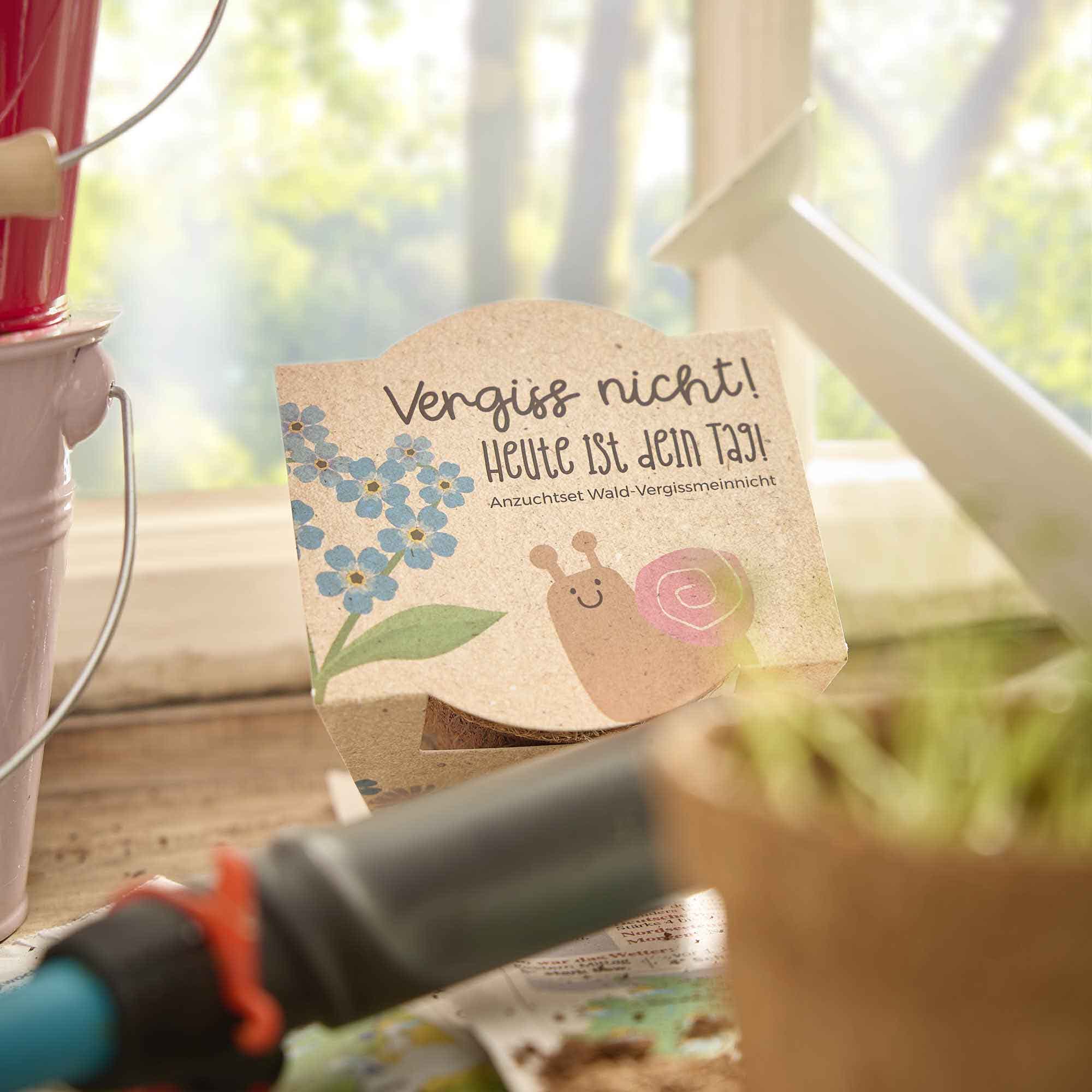 Pflanzset Kokostopf, Vergissmeinnicht, 8 cm