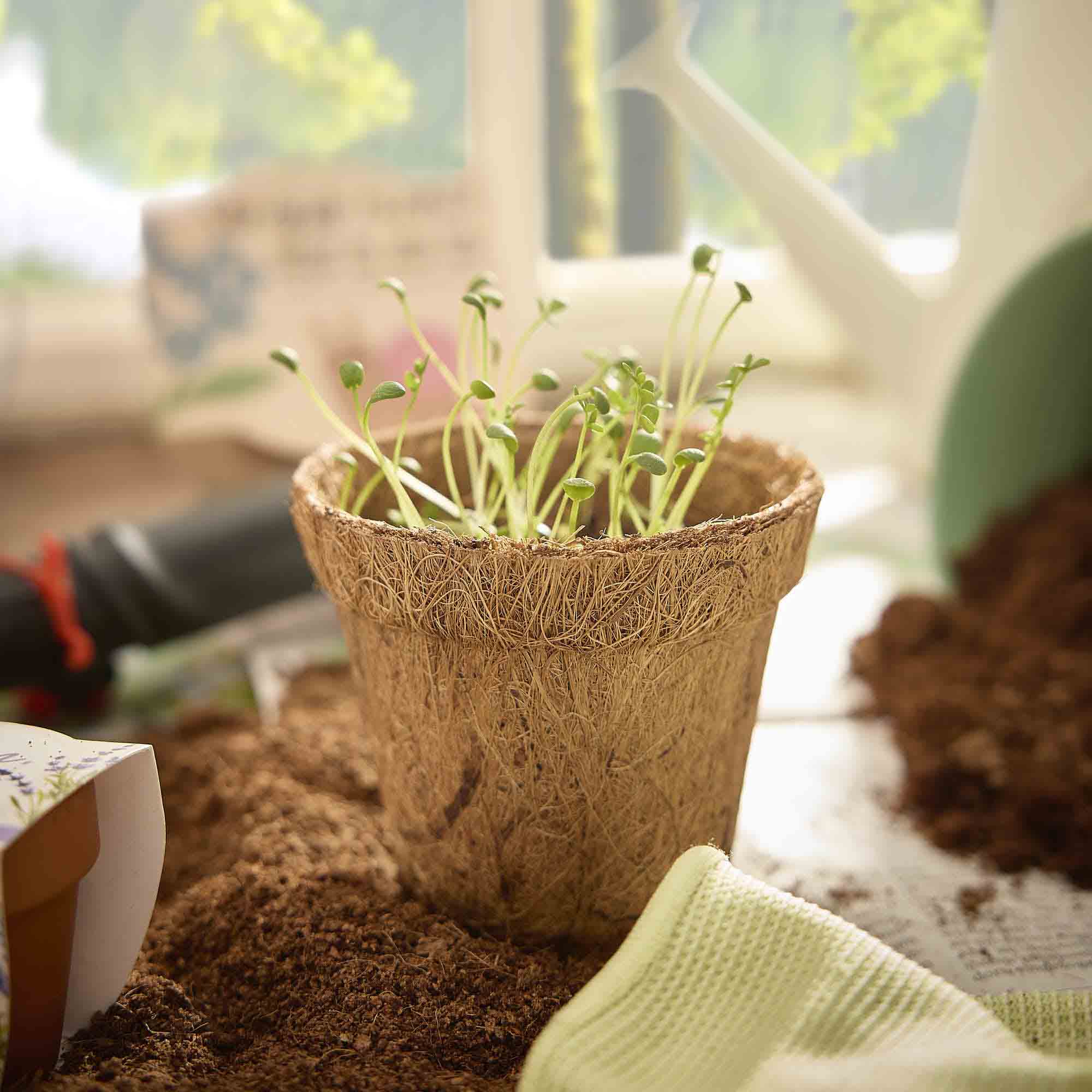 Pflanzset Kokostopf, Spiegeleiblume, 8 cm