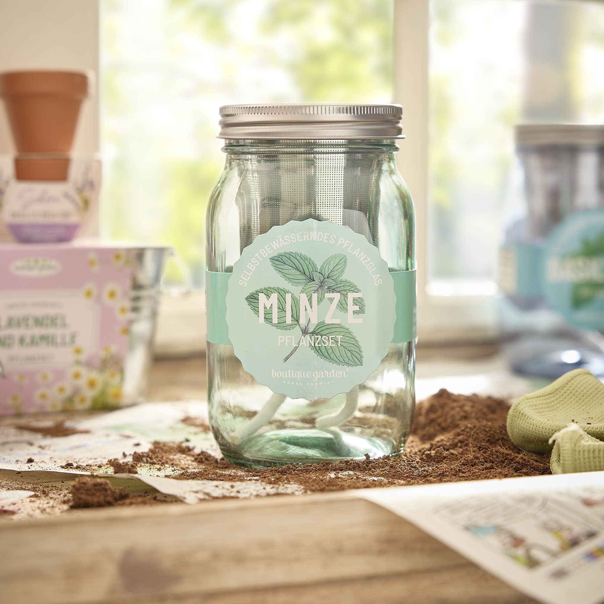 Pflanzset im Glas, Minze