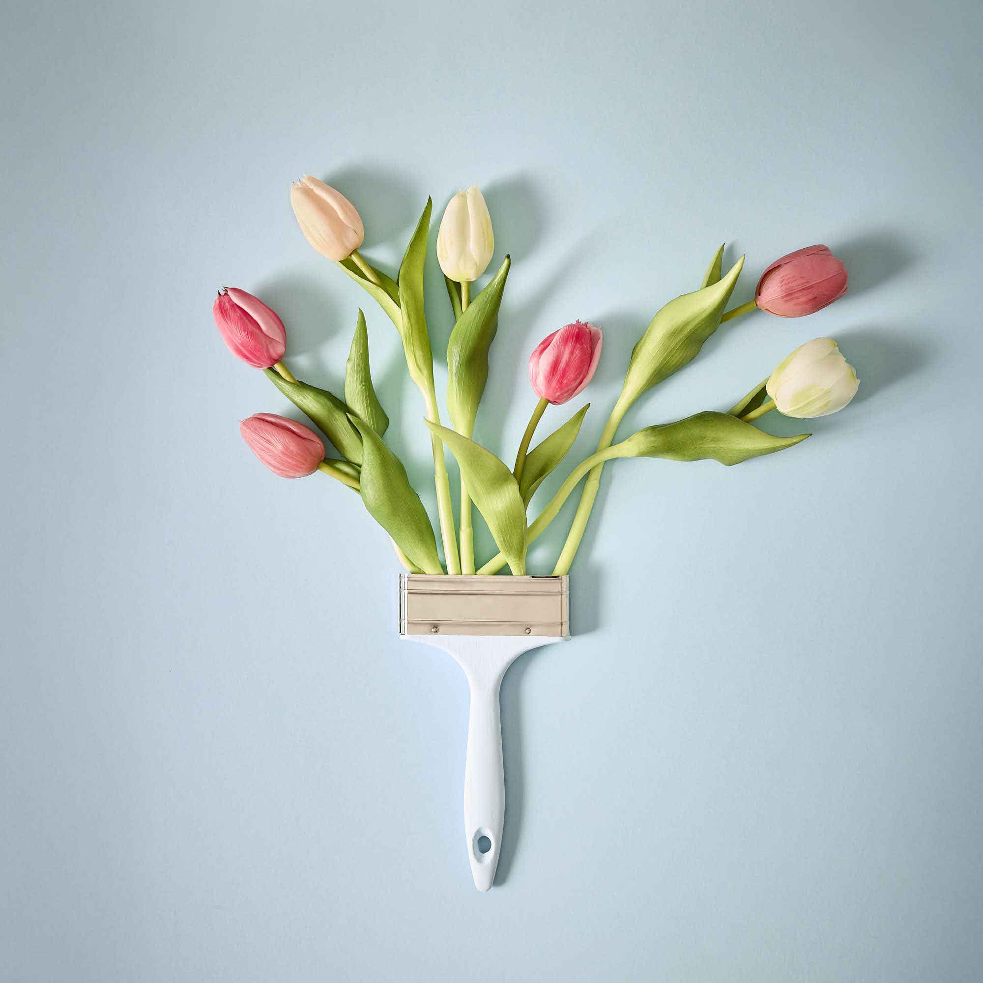 Tulpe Edel, Mini/spitz/hellrosa, 25 cm