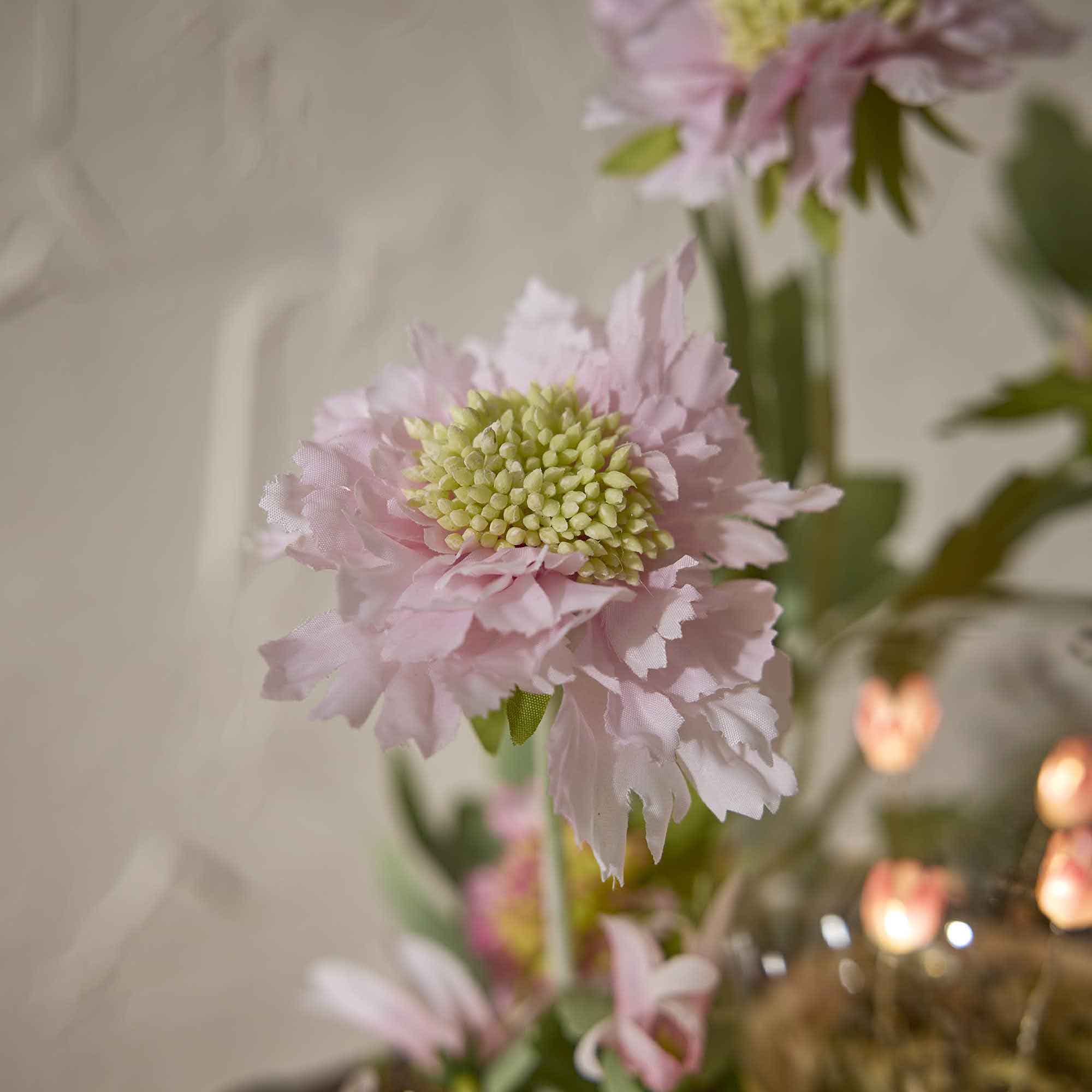 Skabiose, 3 Blüten, rosa, 48 cm