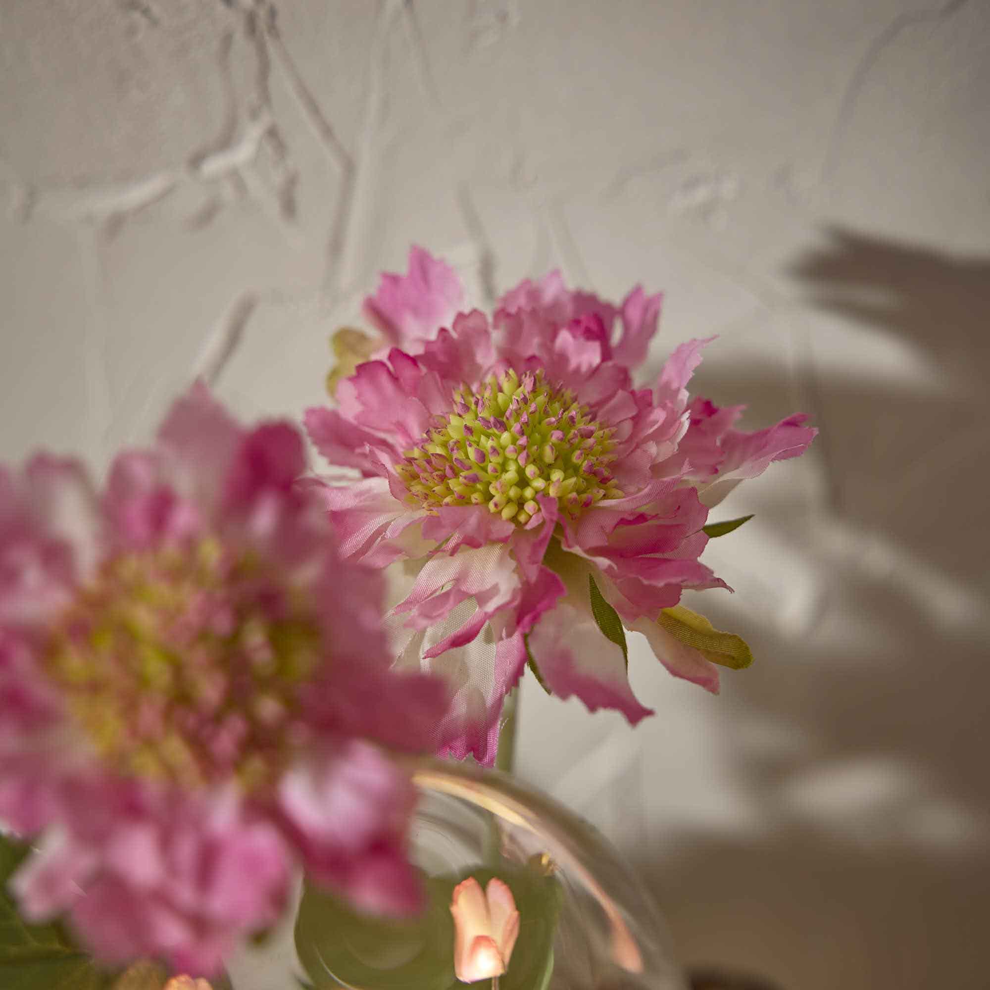 Skabiose, 3 Blüten, pink, 48 cm