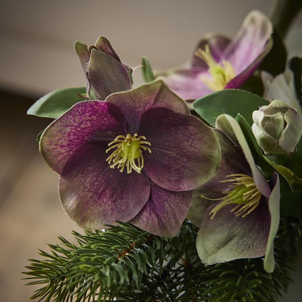 Christrose Edel, dunkelrosa, 35 cm