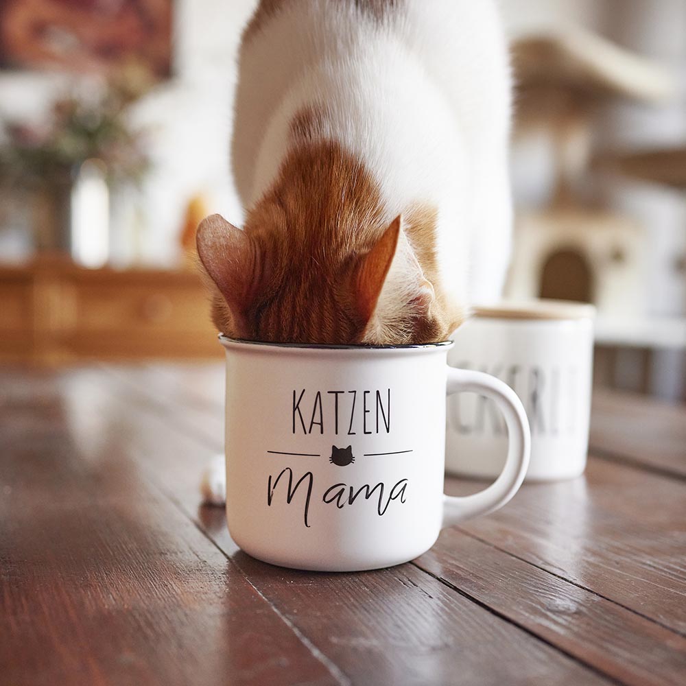 katze_und_Hund_230_1000x1000px