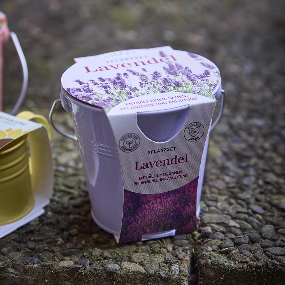 Pflanzset im Eimer, Lavendel/lila